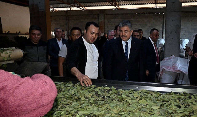 Defne yaprağı hasadı başladı