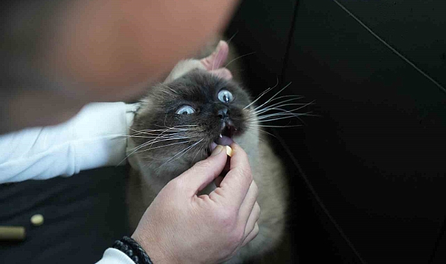 Dışı güzel içi keder kedi ırkı: Scottish