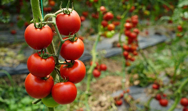 Ekim ayında domates miktarı geçen aya göre arttı