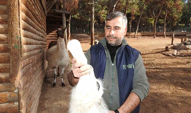 Gaziantep Zoo Parkı’nda bin 100 doğum sevinci yaşandı
