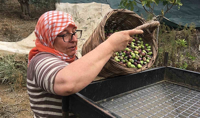 Günlük 3 bin liraya çalışacak zeytin işçisi bulunamıyor