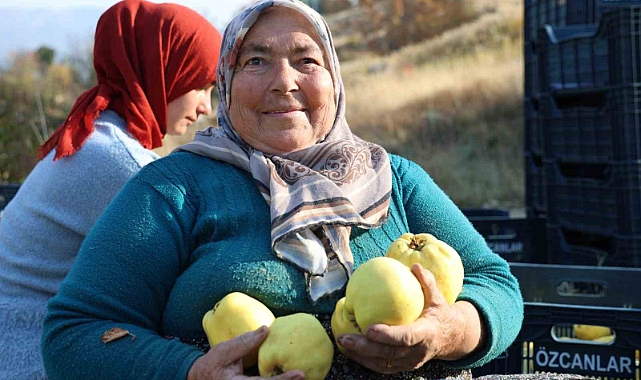 Kahramanmaraş’ta ayva hasadı