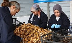 Kastamonu ormanlarından Avrupa’ya 100 milyon liralık mantar ihracatı