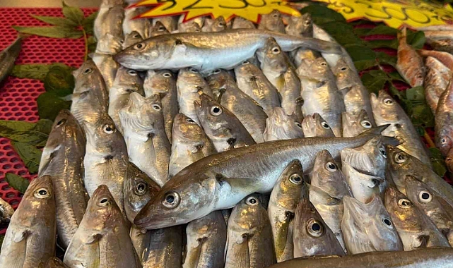 "Kestane karası" bitti, tekneler Karadeniz’e açıldı