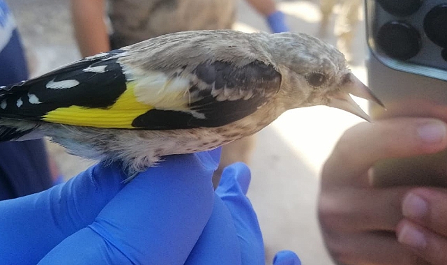 Kurtarılar Saka kuşları doğaya bırakıldı