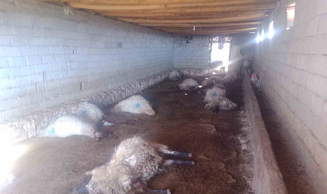 Mera dönüşü zehirlenen 120 koyundan 50’si telef oldu