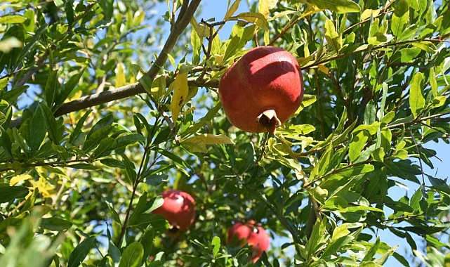 Muğla Nar üretiminde Türkiye ikincisi