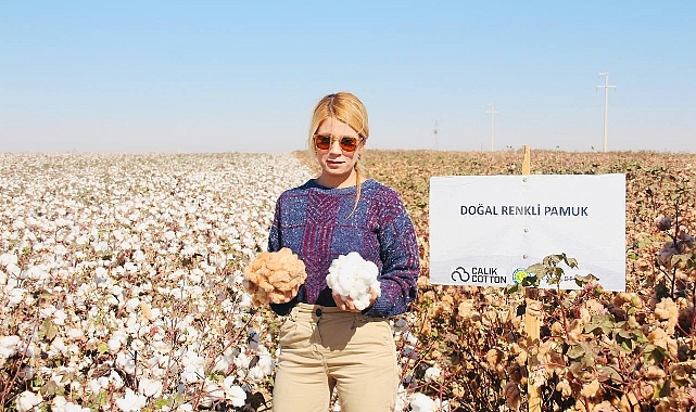 Renkli pamuk hasadı başladı