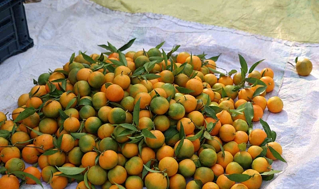Şeker mandalinada hasat başladı