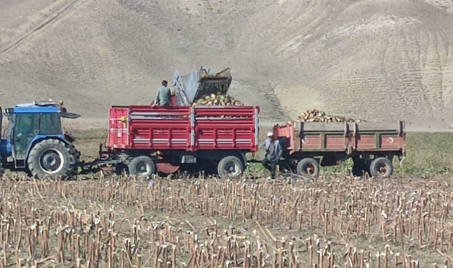 Şeker pancarı hasadı
