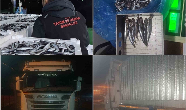 Sinop’ta 10 ton hamsiye el konuldu