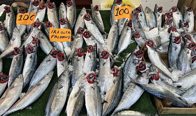 Tezgahın en ucuz balığı palamut oldu
