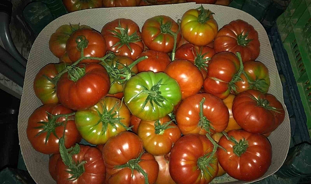 Yeşilken toplanıyor, renk alınca satışa sunuluyor