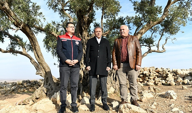 1300 yıllık Zeytin ağacı Vali'yi heyecanlandırdı