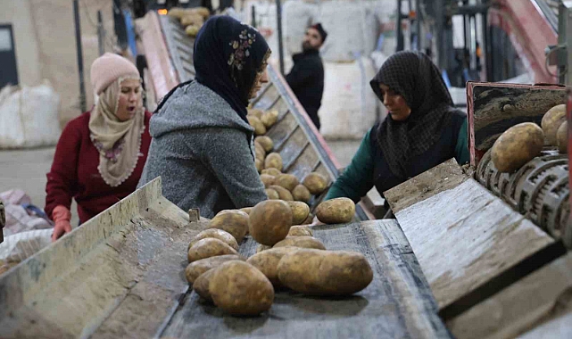 2024 yılında 6 milyon 500 bin ton patates üretimi yapıldı