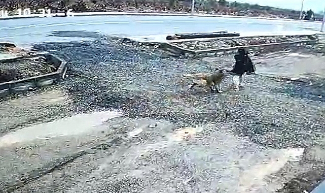 Başıboş köpek kız çocuğuna saldırdı