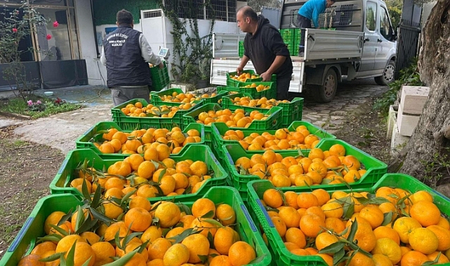 Belediye mandalina üreticilerinin yanında