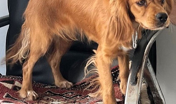 Çalınan Badem isimli köpek her yerde aranıyor