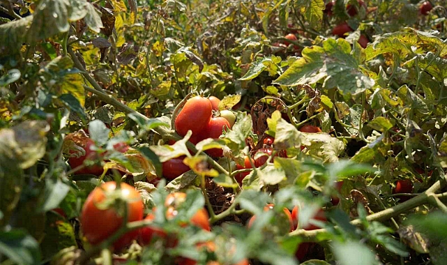 Çiftçinin domatesi, biberi, soğanı artık tarlada kalmayacak