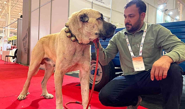 Çobanların vazgeçilmezi: Guregh köpekleri