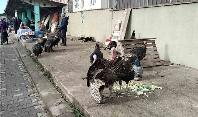 Hindi eti, demir ve protein açısından zengin