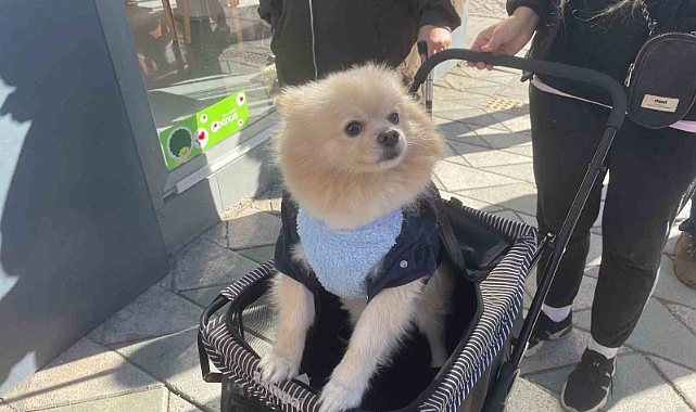Köpeğini gezdirme arabasıyla bebek gibi dolaştırıyor