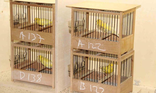 Kuşlar en iyi ötüşü yapmak için yarıştı
