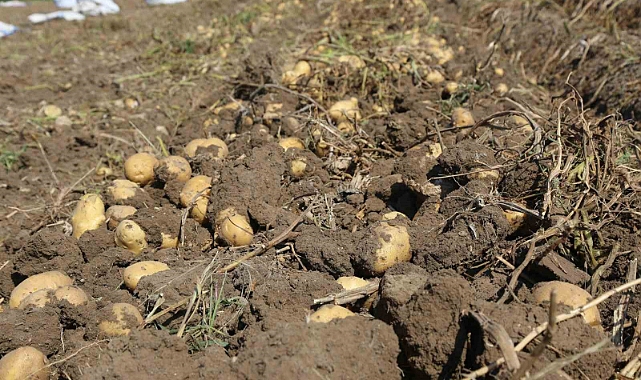 Şeker’den üreticilere patates bedeli ödemesi