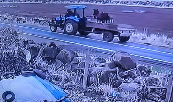 Siverek'te kuduz eşek iddiası