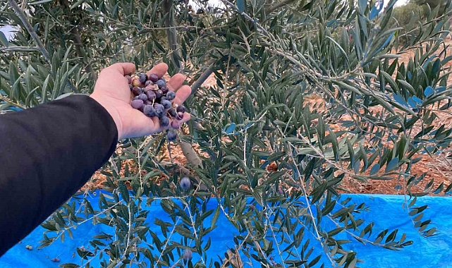 Soğuk havaya rağmen 300 kilo zeytin zeytin hasat edildi