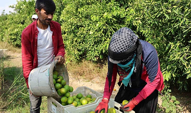 Suriyelilerin ülkelerine dönüşü tarım sektörünü sekteye uğratabilir