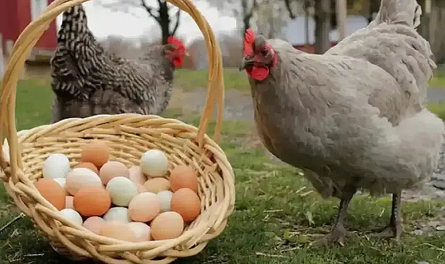 Tavuk yumurtası üretimi Ekim ayında yüzde 2,9 arttı