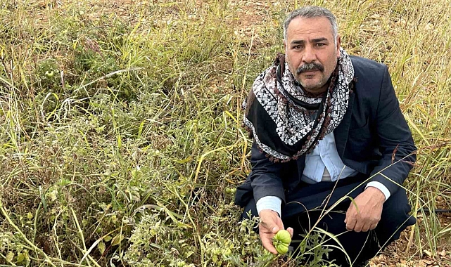 Urfa'nın bej domatesi korumaya alınıyor