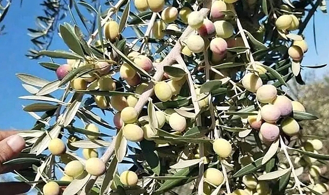 Zeytin üreticisi destek bekliyor