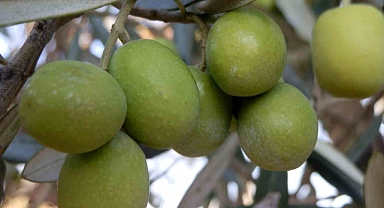 150 bin ton zeytin rekoltesi elde edildi
