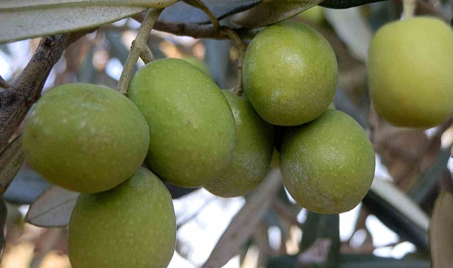 150 bin ton zeytin rekoltesi elde edildi