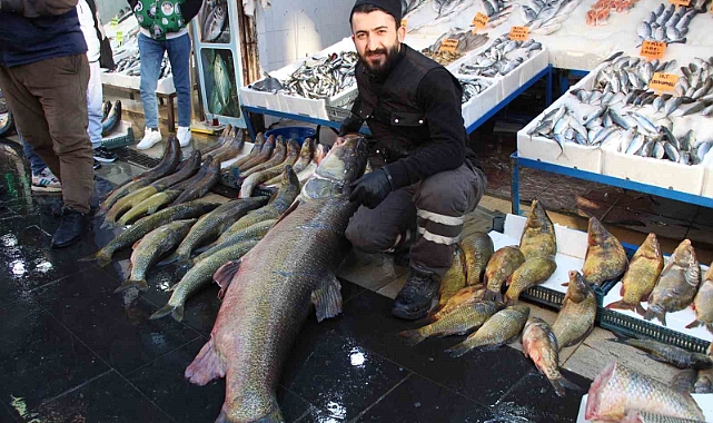 Dev turna balığı tezgahta sergilendi