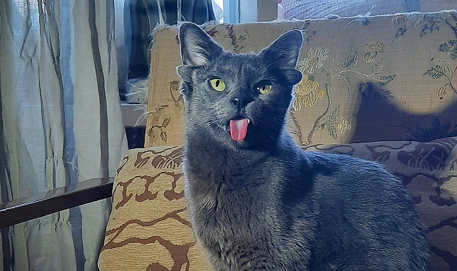 Dört kulaklı kedi Midas sosyal medyada ilgi odağı oldu