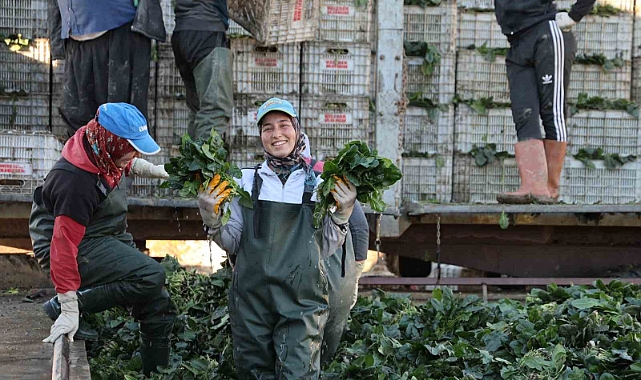 ıspanak hasadına başlandı