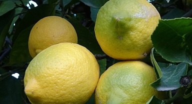 Limonda yoğun hasat dönemi: Fiyatı 6-7 TL’ye kadar düştü