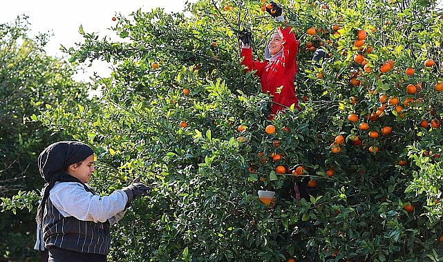 Mandalina hasadı sürüyor: ’Dalında fiyat 17-18 lira’