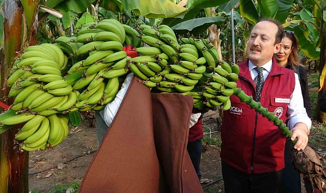 Muz ve mandalinada yeni çeşitler geliştirilip tescillendi