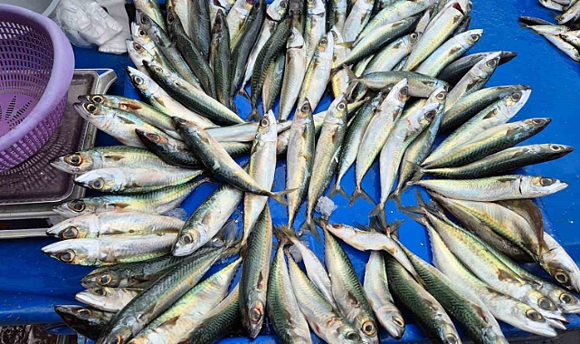 Tekirdağ’da uskumru, istavrit ve mezgidin kilosu 100 liradan satılıyor
