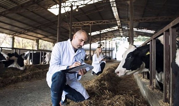 Urfa'da Şap tedbirleri genişliyor