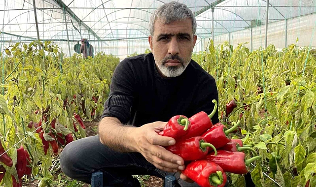 Urfa'da seracılık yaygınlaşıyor