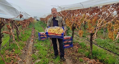 Üzümde Türkiye’nin rekabet gücünü artırıyorlar