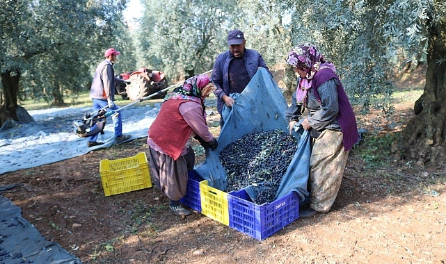 Zeytinyağı ihracatı hızlı gidiyor, ABD’ye ihracat 5 katına ulaştı