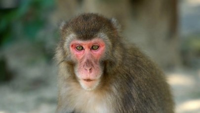 Yaşamlarını Urfa’da sürdürecekler