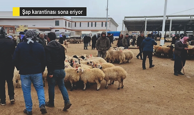 Tarih netleşti. Şanlıurfa Hayvan Pazarı açılıyor