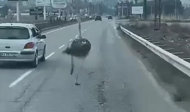 Trafikte deve kuşu şaşkınlığı
